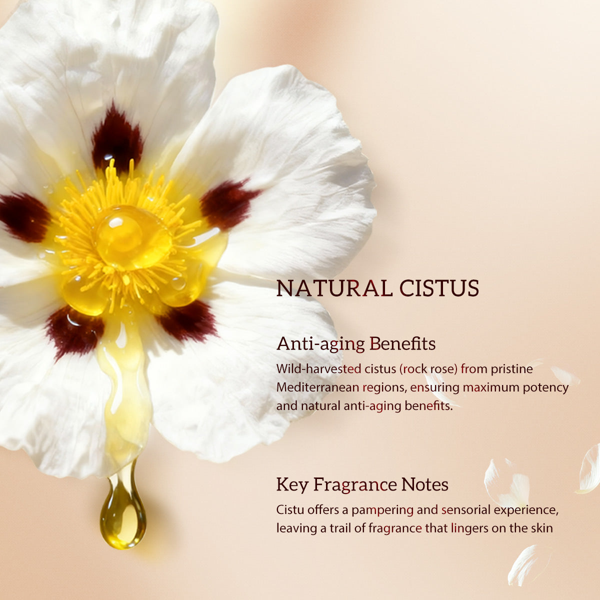 HKH Bakuchiol Retinol Serum-Kapseln: 30 Einzeldosis-Anti-Aging-Serum mit HPR und Vitamin C für Frauen von 25 bis 55 Jahren – Mildert Falten und Pigmentflecken – Straffend, glättend und feuchtigkeitsspendend – Ideal für unterwegs